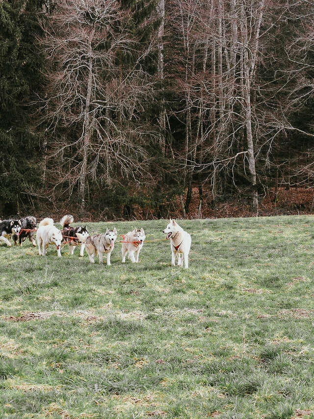 Balade cani-kart en forêt