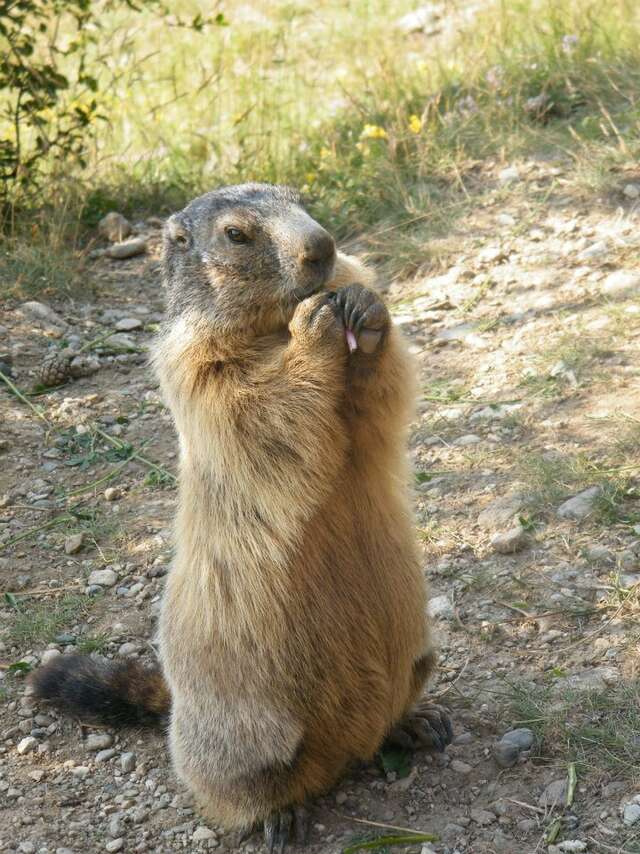 Rencontre intime avec les marmottes