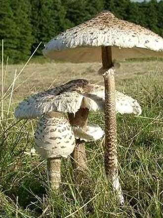Conférence "les champignons : maillon faible de la biodiversité"