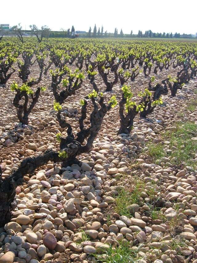 Domaine Le Pointu
