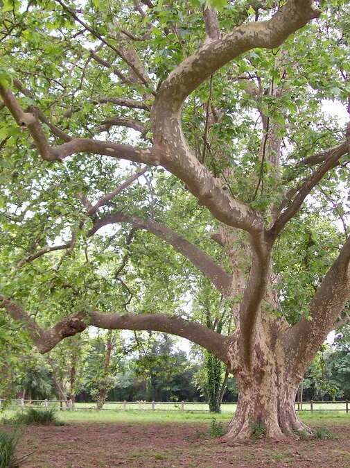 Le Platane Commun