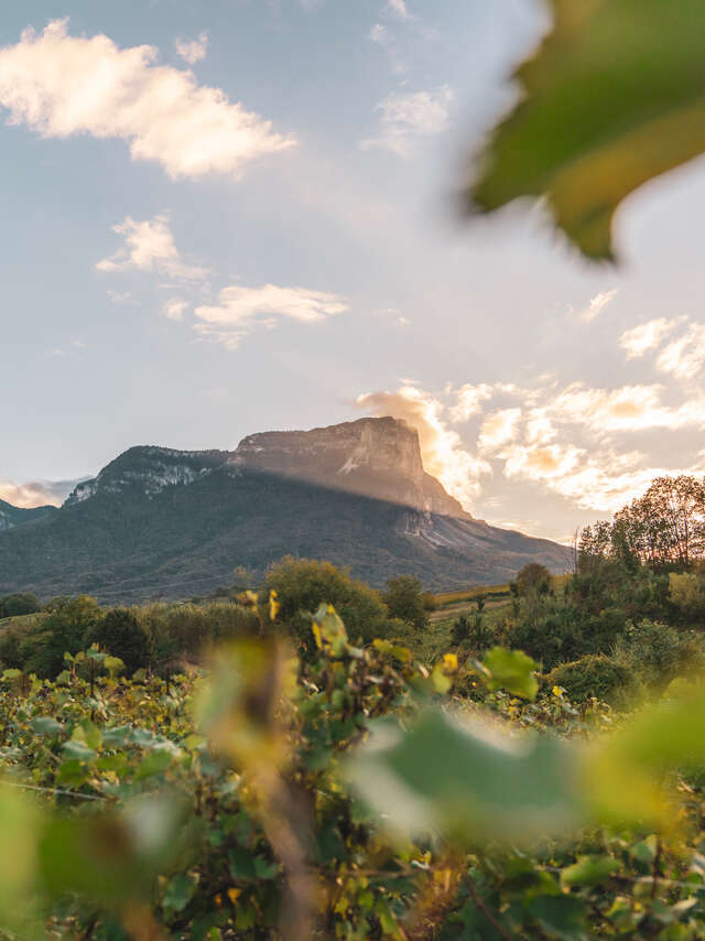 Vignobles en Scène ! les journées Vignobles & Découvertes en Coeur de Savoie et Chambéry Montagnes
