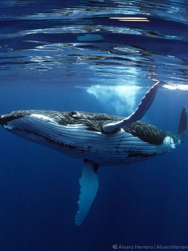 Tahiti Shark Expeditions - Nemo'z - Sorties Baleines