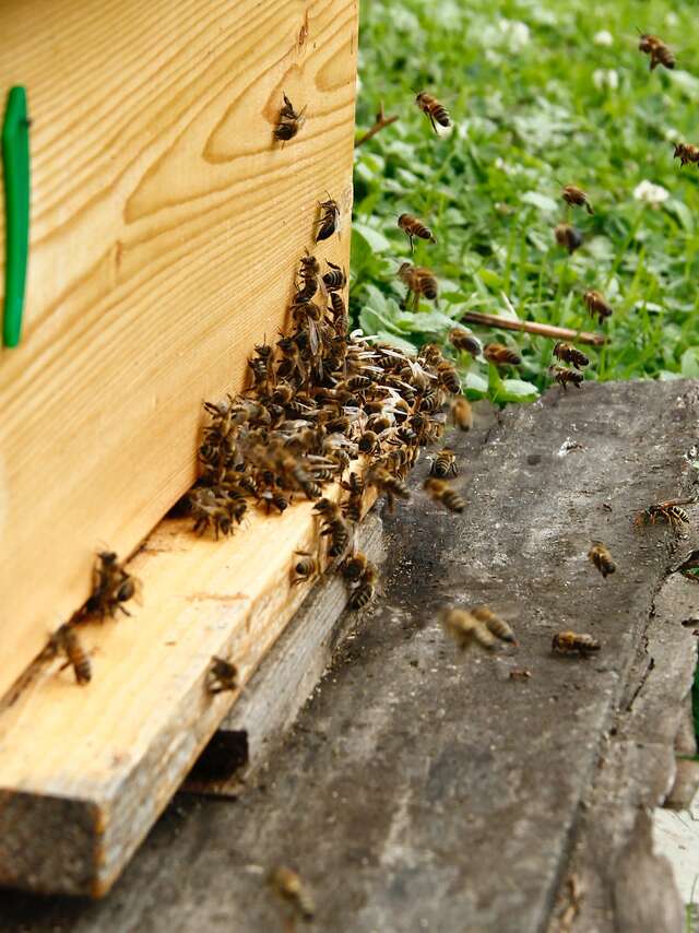 Visite d'un rucher
