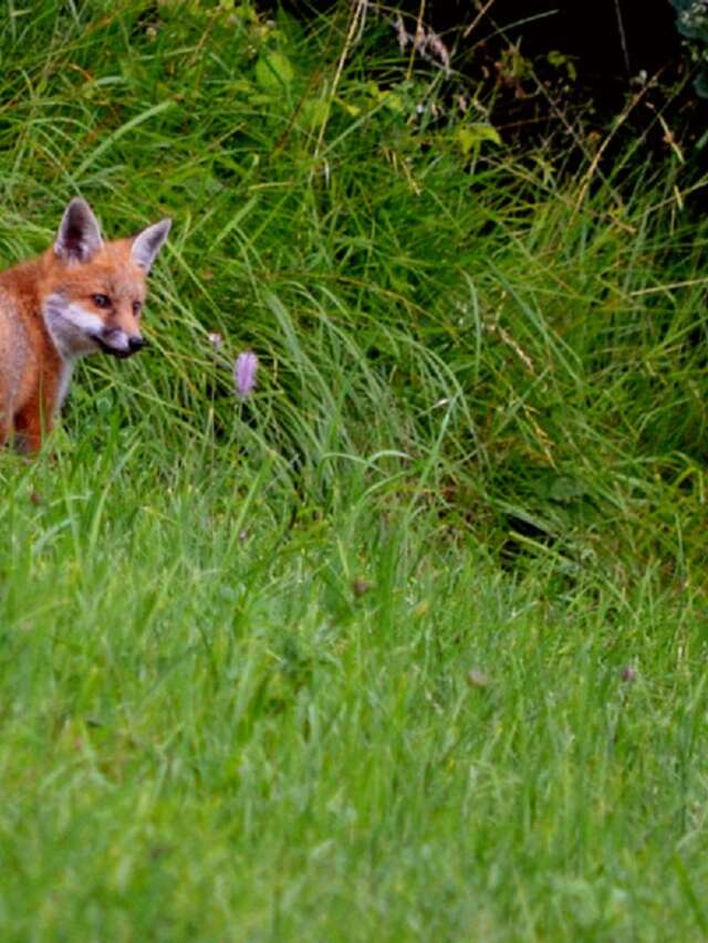 Activité montagne enfant 4-7 ans : Détective Renard