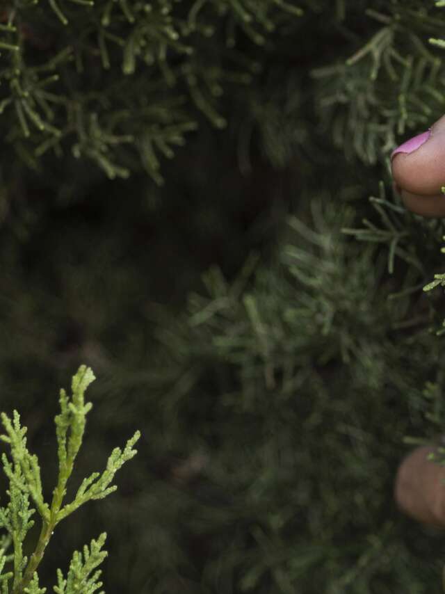 Merveilleux Noël des 4 saisons à Menton - Vente de sapins