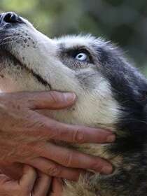 A pas de loups