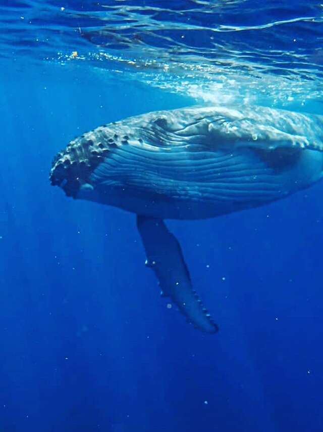 Kaoriki Tours - Sortie Baleines
