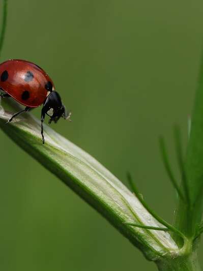 Les insectes pollinisateurs