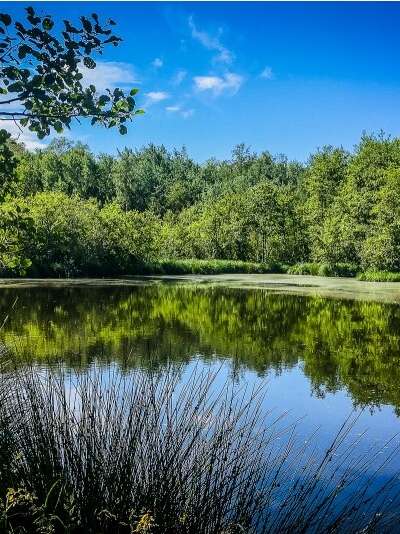 Marais de l'étang de Bizadan, ENS de l'Ain