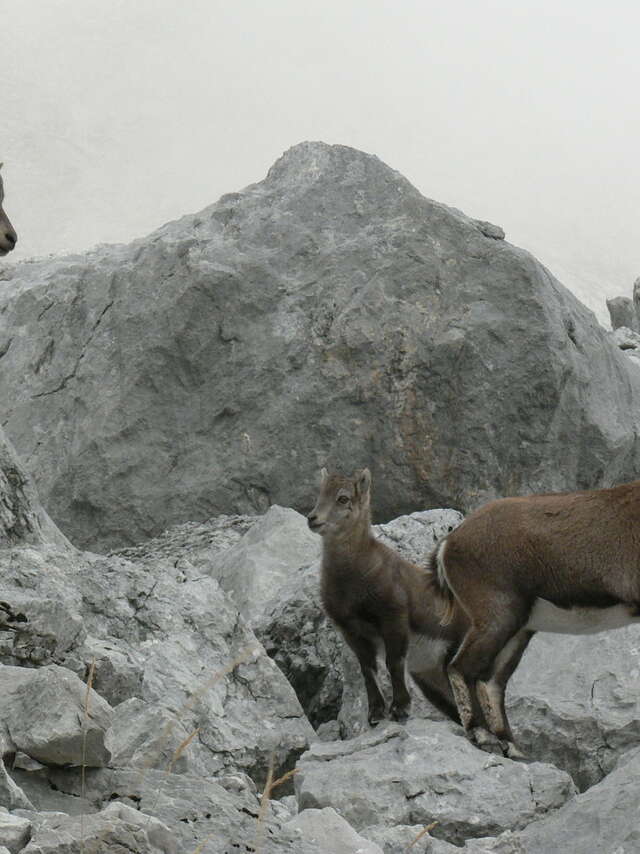 Winter evening: local wildlife