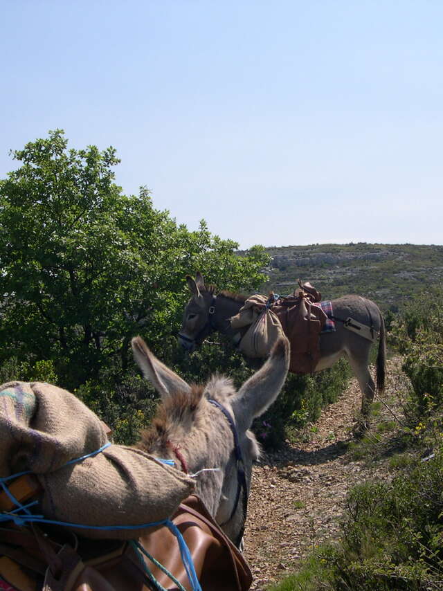 Balades avec les ânes de la Font de Mai