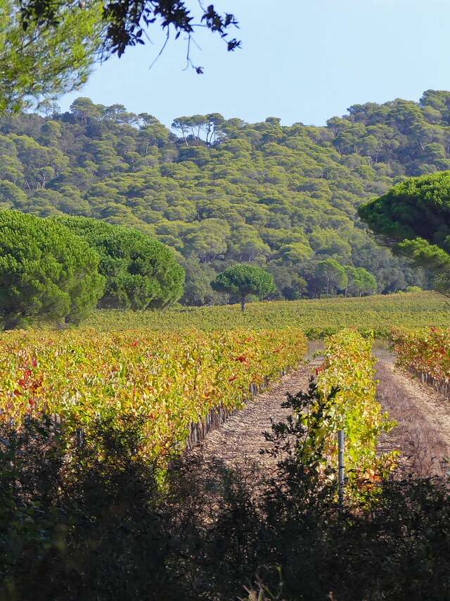 Point rencontre : Les multiples connexions du vivant (Porquerolles)