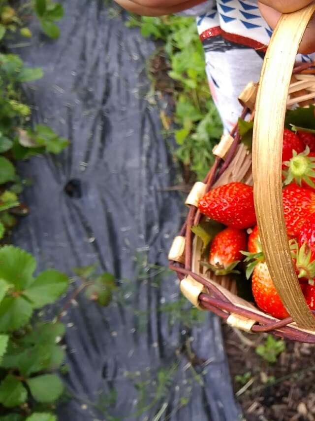 Durand Elise - Des Abeilles et des Fruits