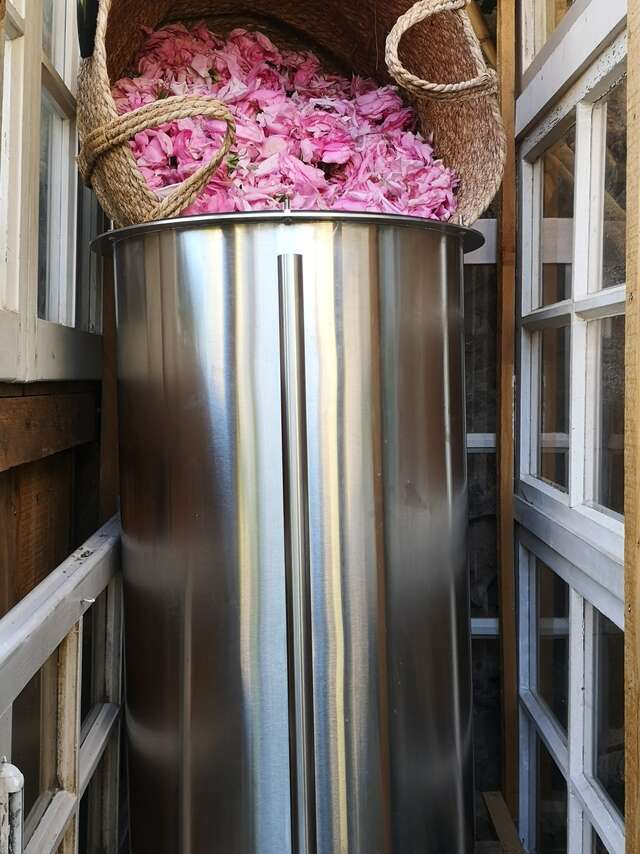 À la découverte de la rose Centifolia et du savoir-faire Grassois - Le Jardin du Petit Jas - Grasse