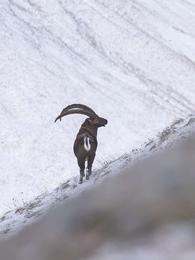 Randonnées pédestres accompagnées - Alps'Chill