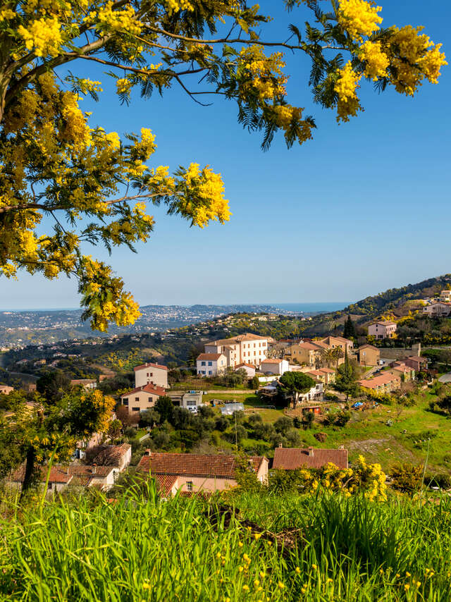 Excursion Mimosa en autocar - partez découvrir les massifs en fleurs