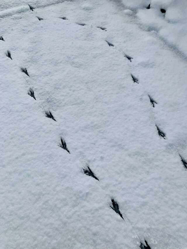 Raquettes et Oiseaux