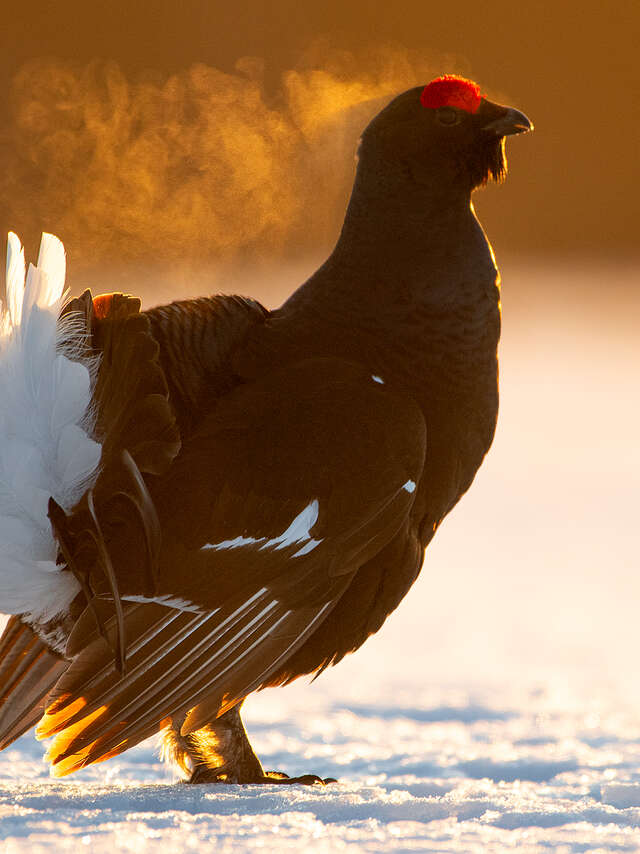 Escape Game : "Sauvez le Tétras"