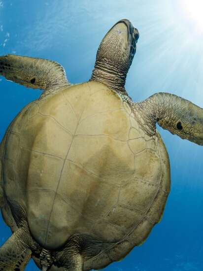 Moorea Blue Diving Center - Sortie Baleines