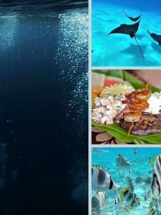 Reef Discovery - Sortie Baleines