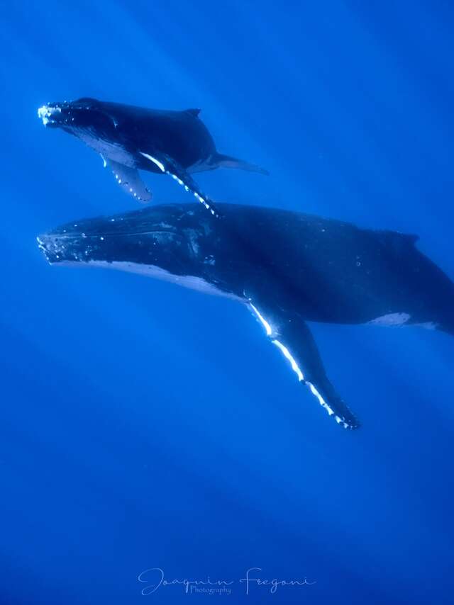 Polynesian Dream Boat - Sorties Baleines