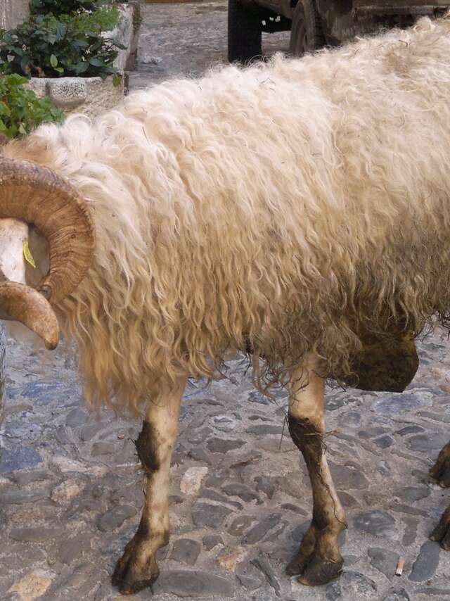 15. Fest des Brigasker Schafes