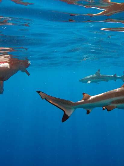 Moorea Ocean Adventures