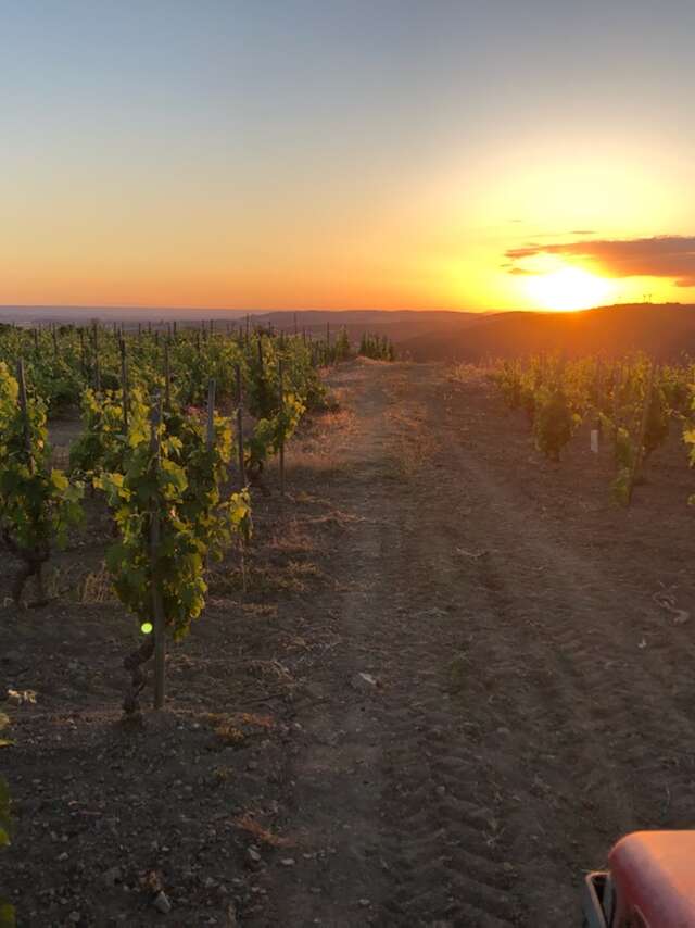 Sunset dans les vignes (Domaine Perrier)