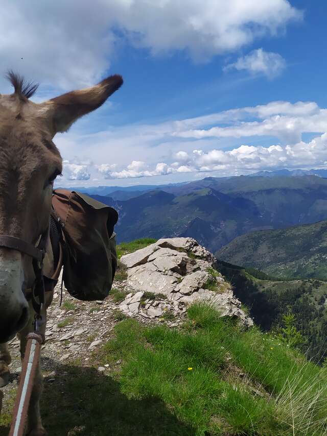 Se promener avec un âne