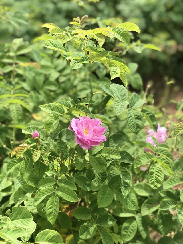 De la Fleur au Parfum chez Fragonard "La Rose"