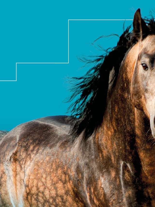 Salon du cheval