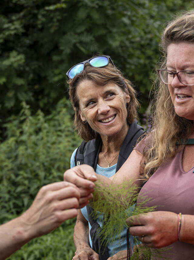 Randonnée : plantes culinaires et comestibles