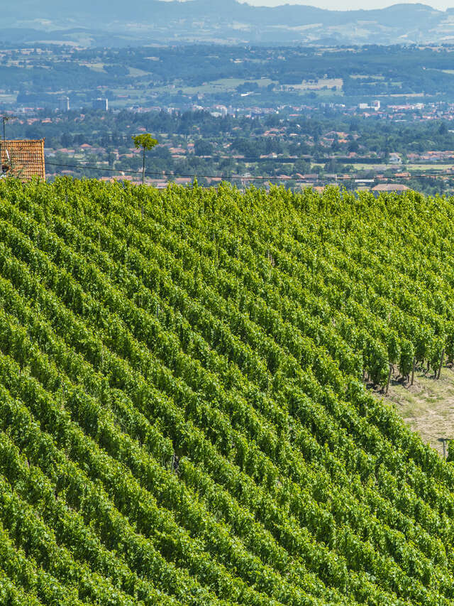 De gare en gare - Entre Sancti Martini et Chemin de Saint-Jacques au cœur des vignobles de la Loire Volcanique - 4J/3N