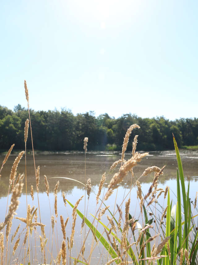 Randonnée entre deux zones humides bressanes