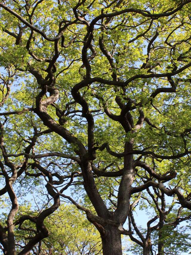 Les arbres remarquables - forêt de Marly