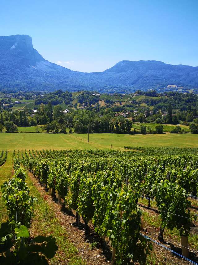 Apéro'vignes au Domaine des Granges Longes