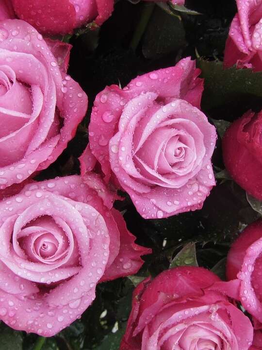 Marché aux fleurs