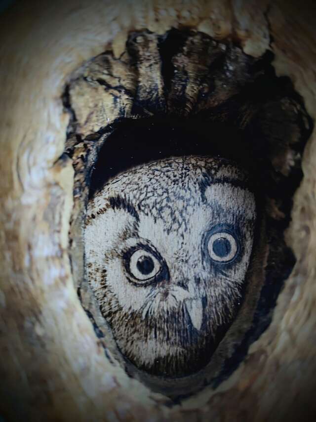 "La lumière nuit" : apéro-dînatoire partagé, visite de l'exposition suivie d'une balade nocturne