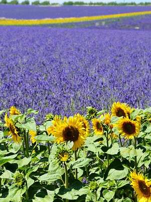Provence by Flore Tours