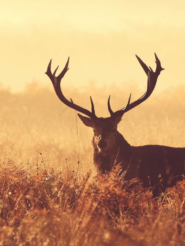 À l'écoute du brame du cerf