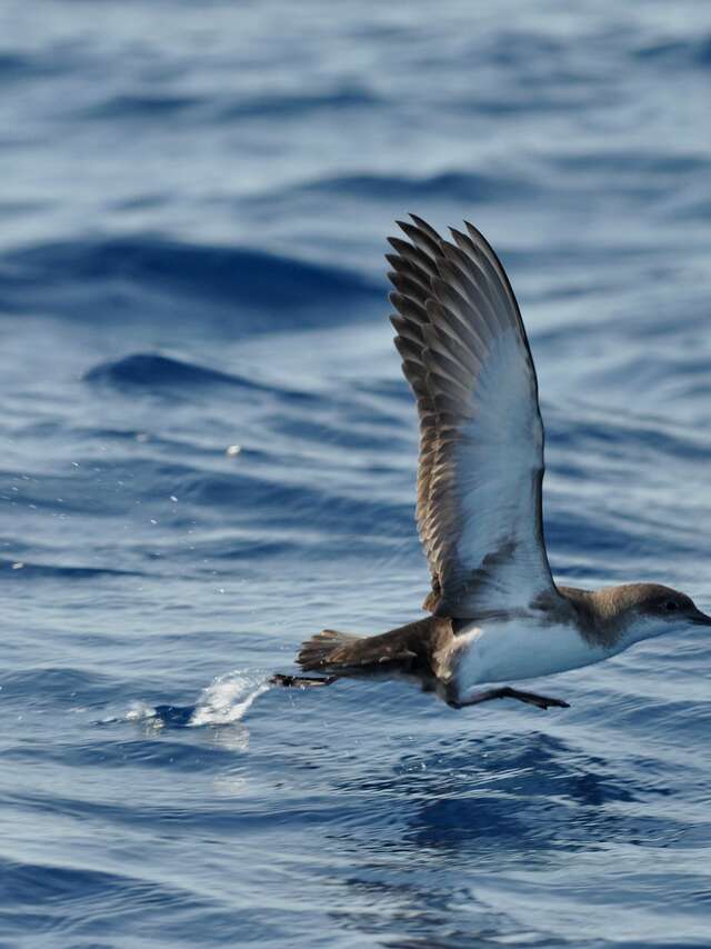 Point rencontre : L'ornithologie par la plume (Porquerolles)