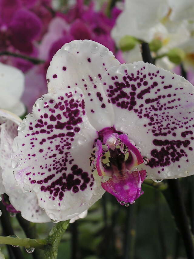 Les Orchidées Vacherot