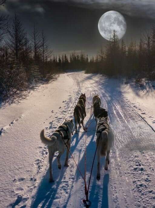 Sortie nocturne avec chiens de traineaux