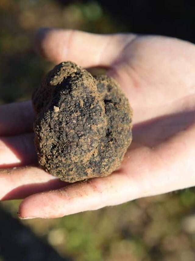 Black Diamond Festival