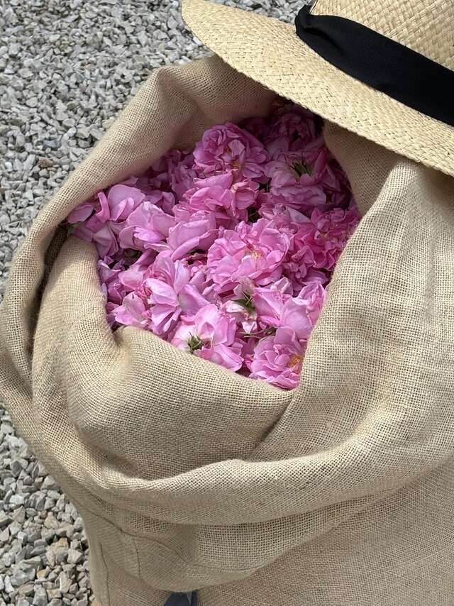 Domaine de la Dame : Visite, cueillette Rose Centifolia et séance d'olfaction
