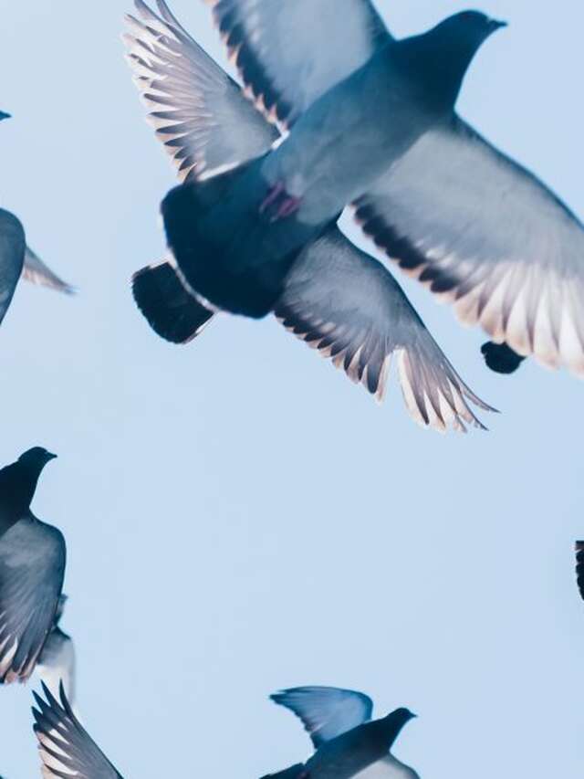 Animation - Sortie ornithologique au parc de la Légion d'honneur