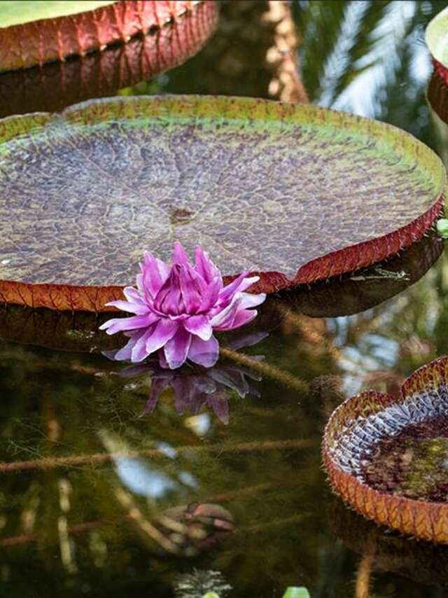Secret des jardins botaniques: cultiver et préserver la flore exotique