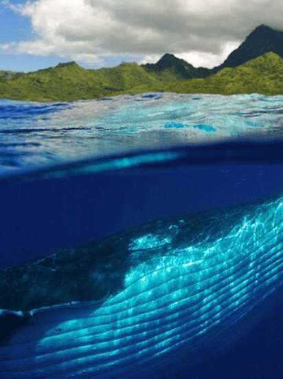 Dolphins & Whales Spirit Adventure - Sortie Baleines