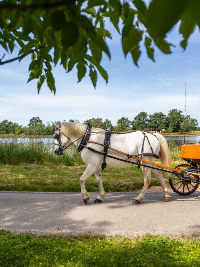 Les étangs de la Dombes, le temps d'une visite en calèche
